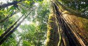 Amazonia: Odkryto największe drzewo. Jego wysokość wprawia w zdumienie