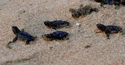 USA: Dwugłowy żółw mutant odnaleziony na plaży w Karolinie Południowej [Zobacz zdjęcia i wideo]