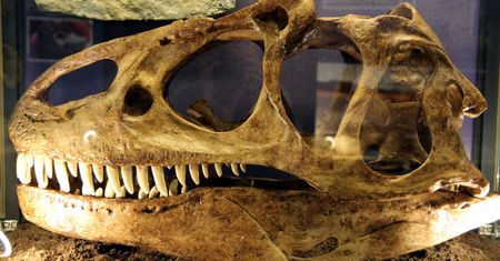 Odkryto nowy gatunek mięsożernego dinozaura. Przez wiele lat pozostawał niezauważony