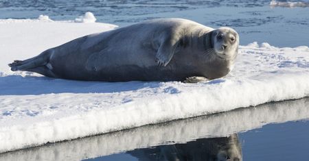 Zaskakujące badanie ssaków morskich. Pozwoli zrozumieć zmiany klimatyczne na Arktyce