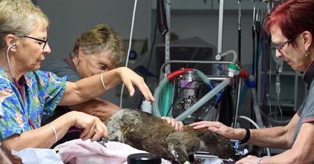 Australia płonie. Skąd wiemy ile zwierząt zginęło?