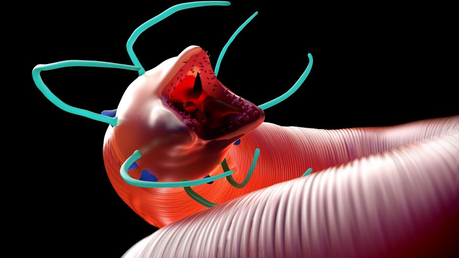 Robaki mają ponad 40 000 lat.