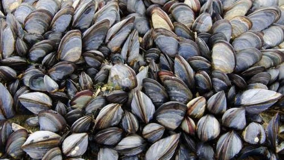 Małże wyrzucone na plaży w Nowej Zelandii. 