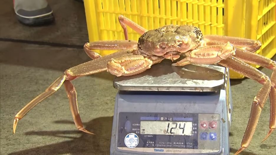 Rekordowa cena za kraba