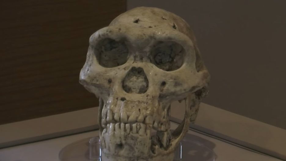 Czaszka Homo erectus znaleziona w Dmanisi.