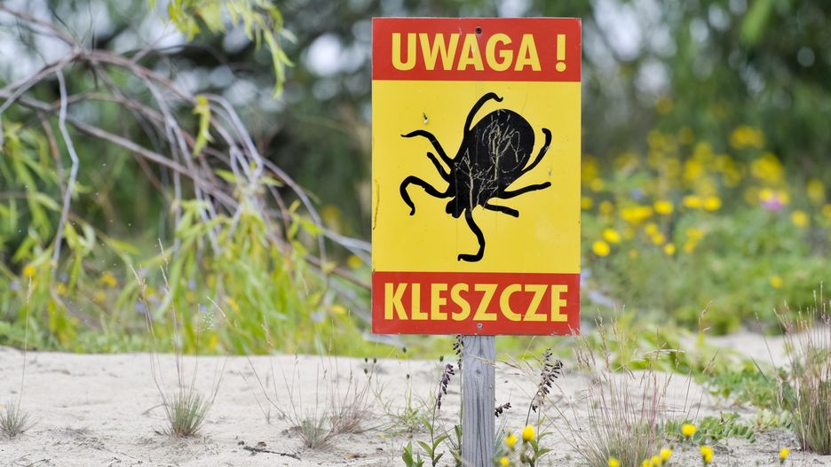 Ziołą mogą być skuteczne w leczeniu boreliozy.