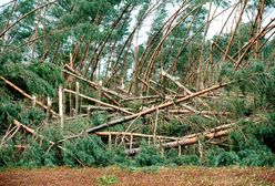 Wojewoda mówi o "zbieraniu liści". Miller odpowiada: ciasny umysł nie uwiera