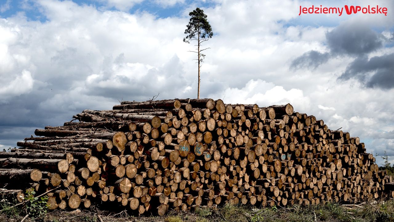 Rytel rok po nawałnicy. Cmentarzysko drzew i ludzkich dusz