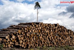 Rok po nawałnicy. Cmentarzysko drzew i ludzkich dusz