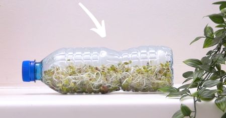 Już nie kupuję kiełków. Hoduję je sama w plastikowej butelce!