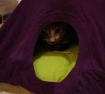 Old T-shirt Cat Tent