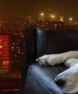 Sprzedażowy hit przed sylwestrem. Sprawdziliśmy, czy faktycznie pomaga psom przetrwać wystrzały