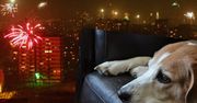 Sprzedażowy hit przed sylwestrem. Sprawdziliśmy, czy faktycznie pomaga psom przetrwać wystrzały