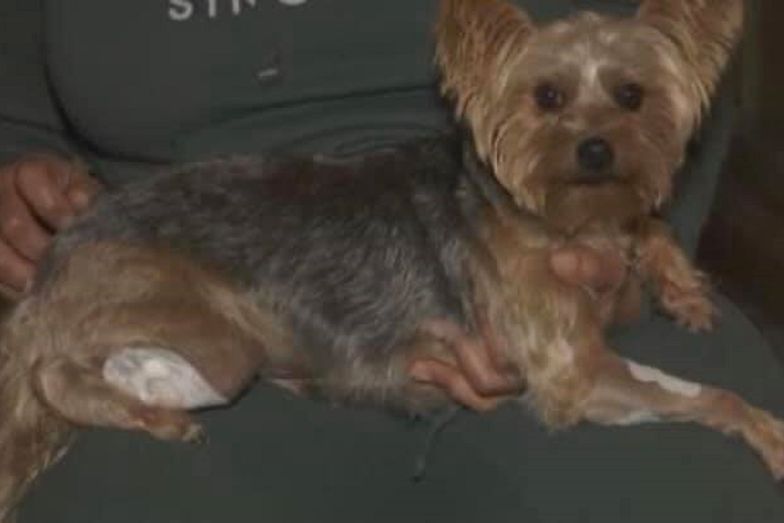 Bohaterski pies. Postrzelony york uratował dziecko