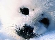UE wprowadza zakaz handlu wyrobami z fok
