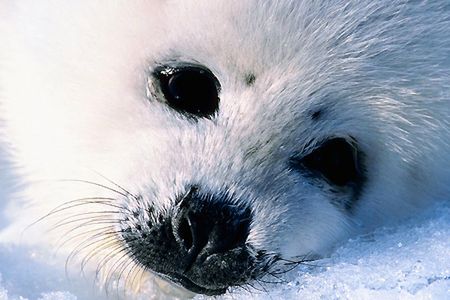 Arktyczne zwierzęta tracą miejsce do życia
