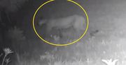 Niezwykle rzadki leopard ujęty na zdjęciu. Pierwsza fotografia od 100 lat