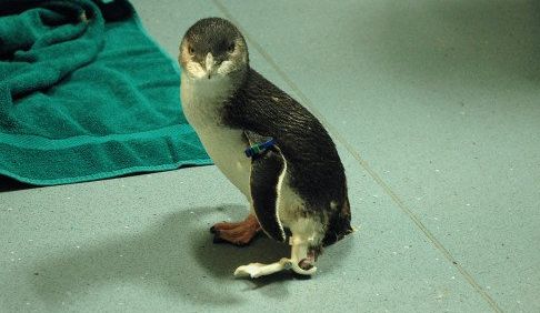 Mały pingwin uczy się chodzić od nowa. Dzięki protezie 3D