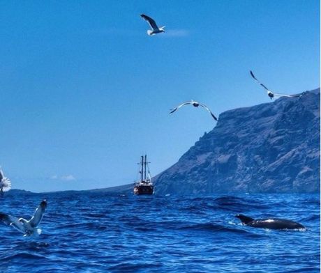 Delfiny w okolicach Los Gigantes 