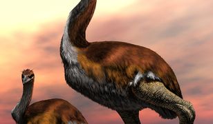 Naukowcy odkryli największego ptaka w historii naszej planety