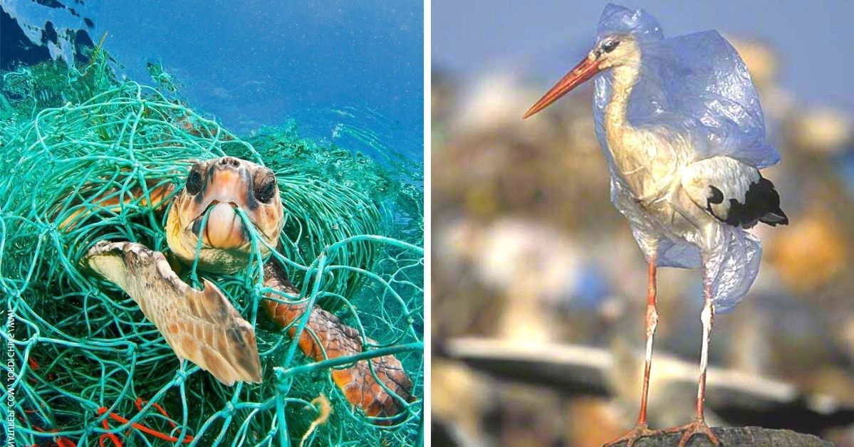 Which Way You Liked the14 Evidence of How Animals Suffer From Every Plastic Thrown Away...
