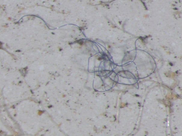 "Tęczowy" plastik, znaleziony pod mikroskopem, w wodzie deszczowej pobranej z okolic z Gór Skalistych. 