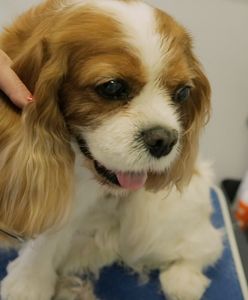 Pomysł na biznes: Grooming