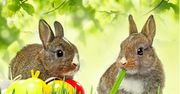 Co w tym roku przyniesie ci zajączek wielkanocny?