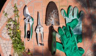 Marcowe prace w sadzie i ogrodzie. Przegląd najważniejszych sprzętów i narzędzi