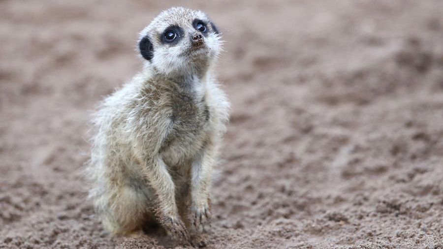 XXX at Taronga Zoo on March 29, 2018 in Sydney, Australia. The Easter-themed treats and enrichment were developed and refined by Taronga Zoo keepers and the Zoos' Behavioural Studies Unit with the aim of maintaining the animals' wildness.