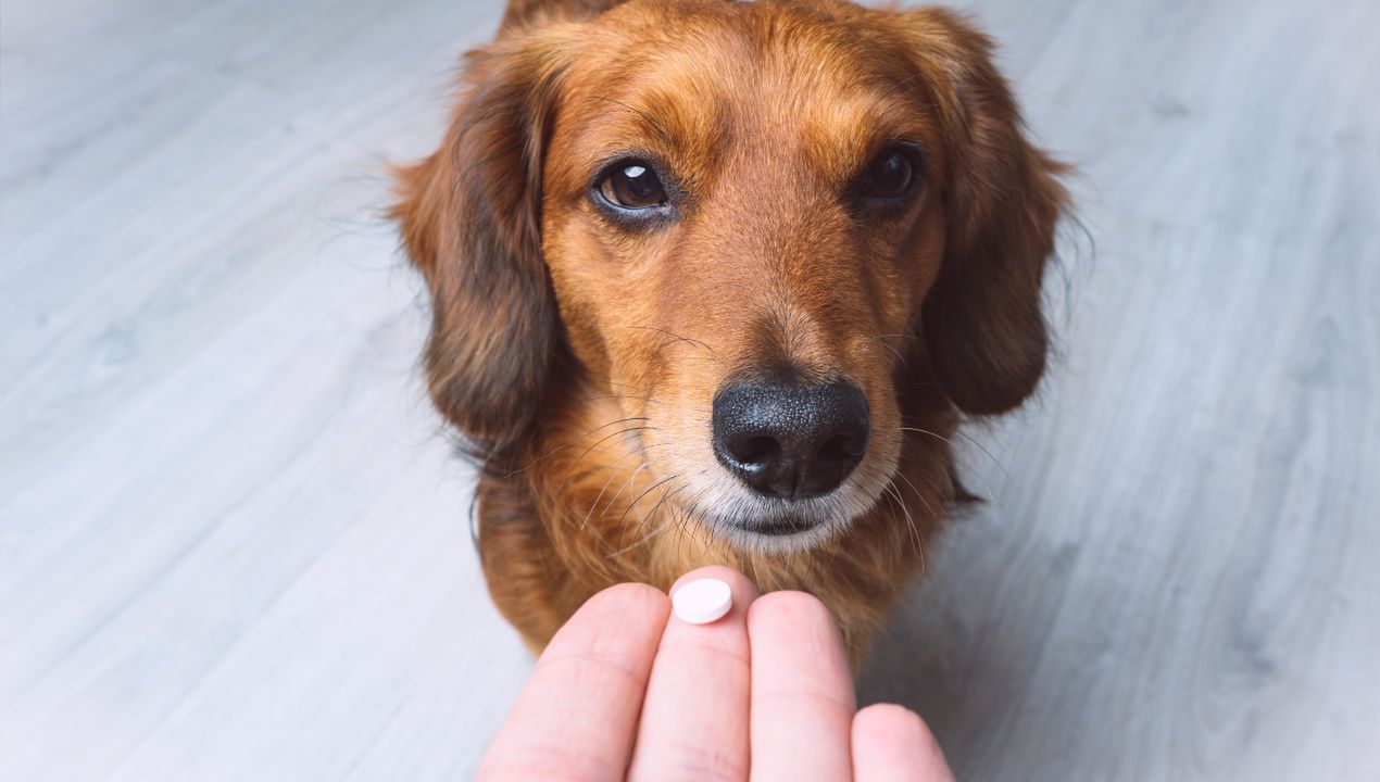 Co zrobić aby pies zjadł tabletkę fot. Getty Images
