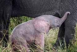 Różowe słoniątko. To rzadki widok w Afryce