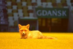 Stadion Energi odwiedził wyjątkowy gość. "To nasz ulubiony kibic"