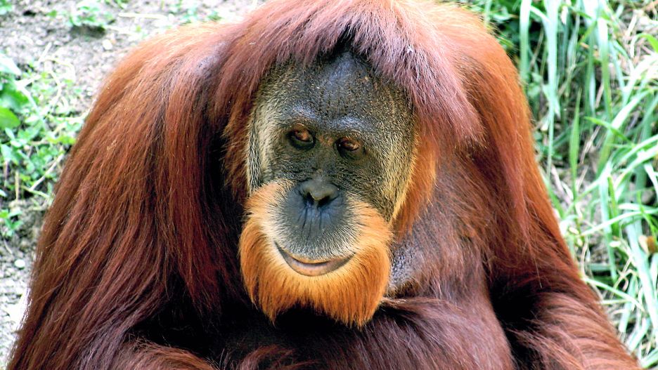 Wiele orangutanów swoimi zdolnościami poznawczymi dorównuje ludzkim dziesięciolatkom