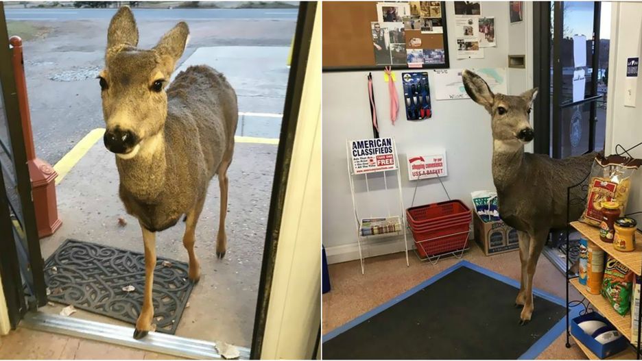 Łania przez dłuższy czas rozglądała się po sklepie.