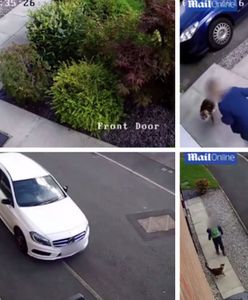 Pięciolatek znęca się nad kotem, policja odmawia wszczęcia postępowania