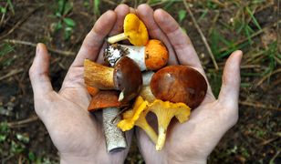 Prawdziwek czy szatan? Jak nie dać się oszukać w lesie