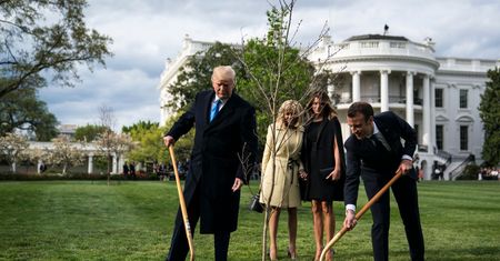Było symbolem przyjaźni Trumpa z Macronem. Słynne drzewo zwiędło