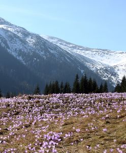 W Tatrach zrobiło się biało. Zasypało krokusy na Kalatówkach