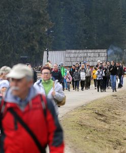 Turyści znowu najechali Tatry. Parkowali nawet na kwitnących krokusach