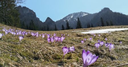 Koronawirus w Polsce. W Tatrach zakwitły krokusy, ale szlaki są zamknięte dla turystów