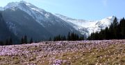 W Tatrach zrobiło się biało. Zasypało krokusy na Kalatówkach