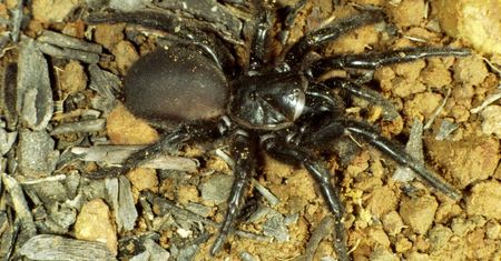 Plaga zabójczych pająków w Australii. Wszystko przez deszcze