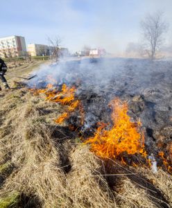 Kosztowne wypalanie traw. Zabiorą dotację, wlepią grzywnę