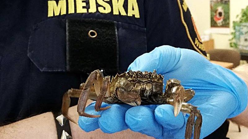 Interwencja strażników na warszawskiej Pradze. / Straż Miejska Warszawa