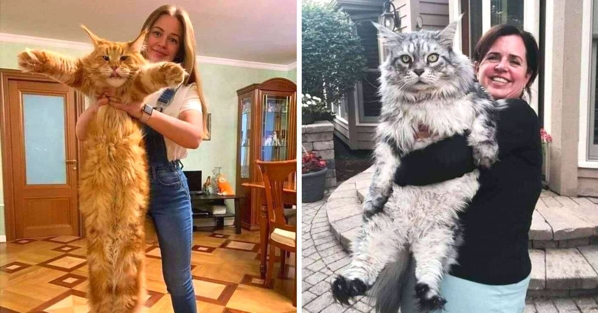 17 Photos of Adorable Large Domestic Cats