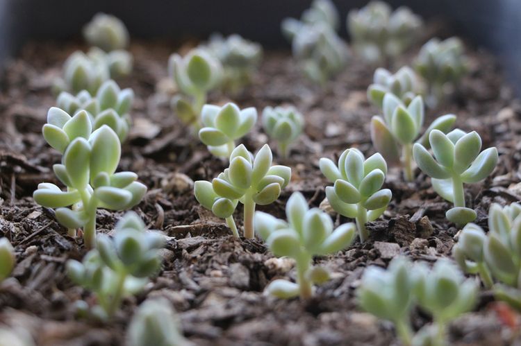 How to Propagate Succulents