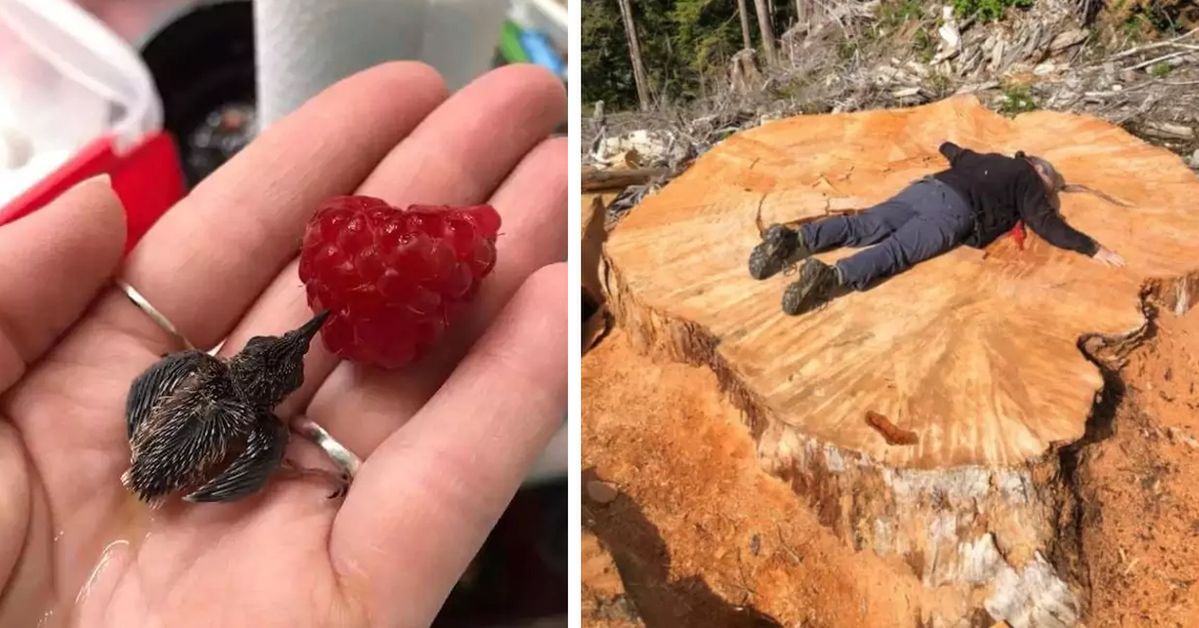 15 Objects Which Will Astonish You with Their Size