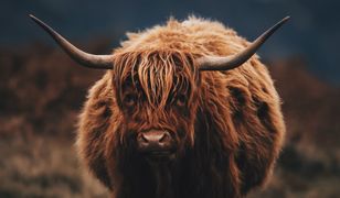 Cybinka: krowy na gigancie sieją postrach na drogach. Gmina chce je odebrać właścicielowi