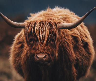 Cybinka: krowy na gigancie sieją postrach na drogach. Gmina chce je odebrać właścicielowi